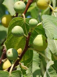 Yellow Long Neck Fig Seeds (Ficus carica) - 100+ Seeds for Large Golden Figs