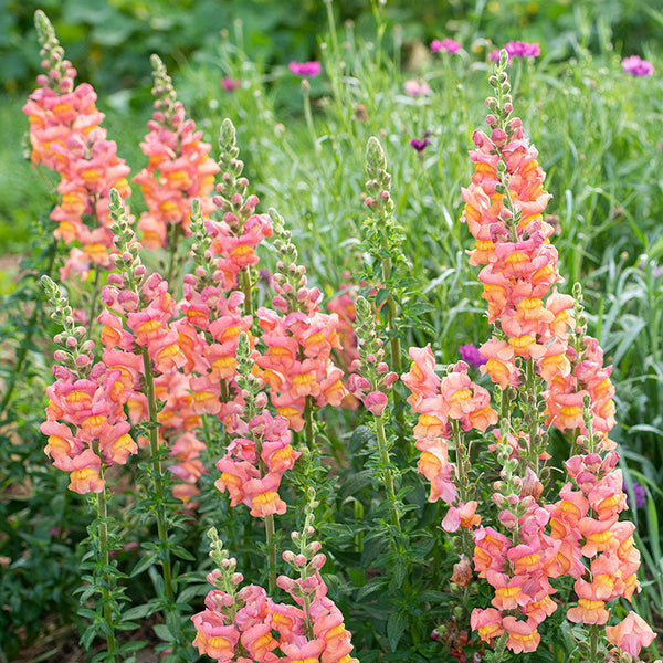 Snapdragon Seeds Johnny’s Potomac Early Sunrise Mix - 1000+ Antirrhinum majus for Cut Flowers