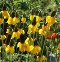 Prairie Coneflower Seeds Ratibida columnifera - 100mg