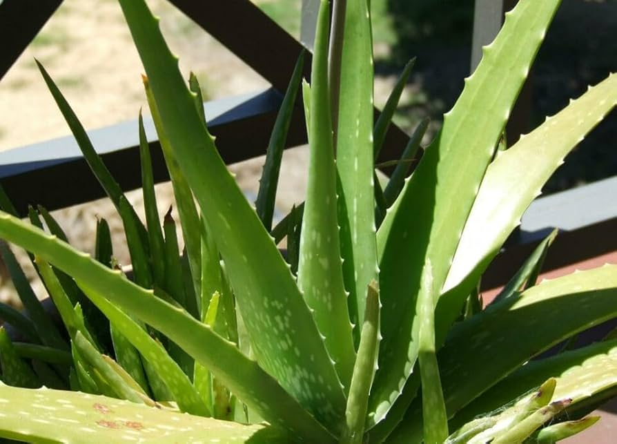 Aloe Vera Bare Root Plants - 5 Small Starter Aloe Vera Barbadensis