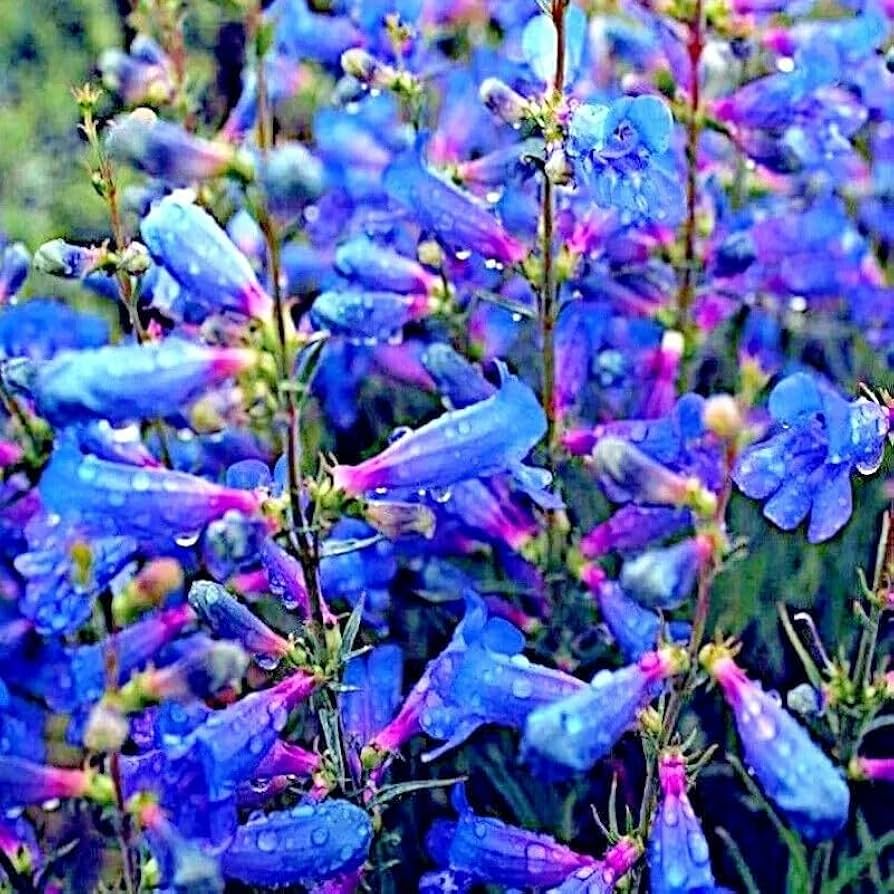 Blue Beard Tongue Seeds - Penstemon spectabilis (20 Seeds)