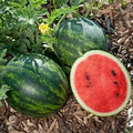 Mini Love Watermelon Seeds - Personal-Size Melons, 50+ Seeds, 80 Days, USA Grown