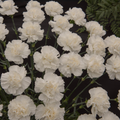 White Grenadin Carnation Seeds | Dianthus caryophyllus – 200+ Seeds for Garden & Bouquets