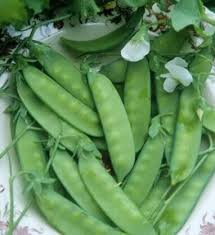 Pea Snow Dwarf Sugar Grey Seeds - 1/4 oz, Heirloom Pisum sativum, Non-GMO