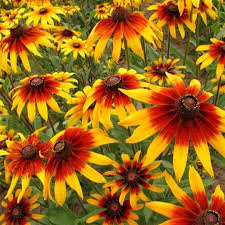 Daisy Gloriosa Rudbeckia Hirta Seeds - 10,000 Yellow-Orange Perennial Wildflowers