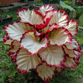 Crimson Burst Calathea Seeds - 25+ Seeds, Exotic Foliage, Easy to Grow