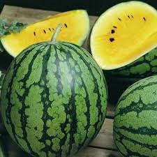 Yellow Petite Watermelon Seeds (Citrullus lanatus) - Mini Yellow-Fleshed, Sweet, Early 70-75 Day Harvest