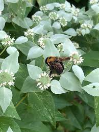 Mountain Mint Herb Seeds (Pycnanthemum muticum) - 30 mg, Aromatic Native Mint for Planting