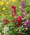 Balsam Camellia Flowered Mix Seeds (Impatiens Balsamina) - 200 Seeds, Double Blooms, Part Shade, Non-GMO