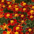 French Marigold Disco Red Seeds - 100 Non-GMO Easy to Grow
