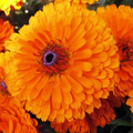 Calendula Pacific Beauty Orange Seeds - Calendula officinalis, Edible Bright Orange Blooms