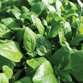New Zealand Spinach Seeds (Tetragonia tetragonioides) - 1g, Heat-Tolerant, Fast-Growing