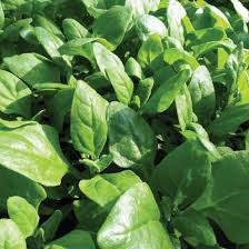New Zealand Spinach Seeds (Tetragonia tetragonioides) - 1g, Heat-Tolerant, Fast-Growing