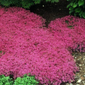 Creeping Thyme Mix (500 Seeds) Red & Purple Ground Cover - Drought-Tolerant Perennial