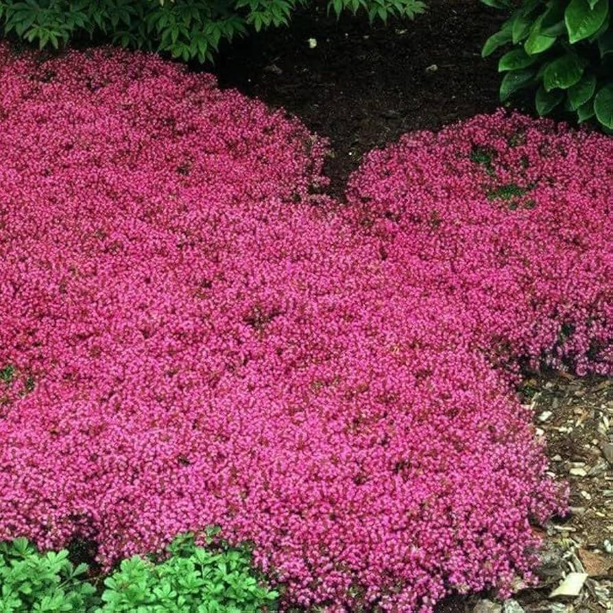Creeping Thyme Mix (500 Seeds) Red & Purple Ground Cover - Drought-Tolerant Perennial
