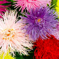 Aster Nova Mix (Needle) Seeds – 200 Seeds, Non-GMO, Annual, Attracts Bees & Butterflies