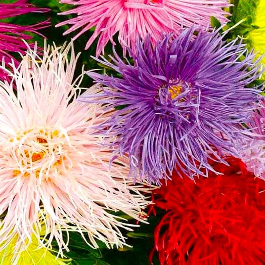 Aster Nova Mix (Needle) Seeds – 200 Seeds, Non-GMO, Annual, Attracts Bees & Butterflies