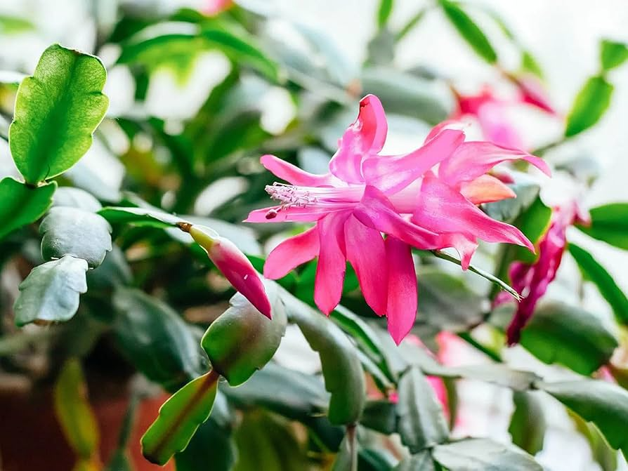 Christmas Cactus Sunset Strip Schlumbergera Truncata Starter Plant - Well-Rooted Plug