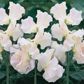 Castle of Mey Sweet Pea Seeds – 50+ Soft Pink Blooms, Climbing Vine (Lathyrus odoratus) – 5–6 ft