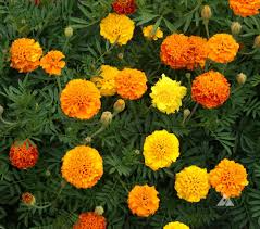 Marigold Petite Mixture Seeds - Compact French Marigolds (500mg) for Gardens & Containers