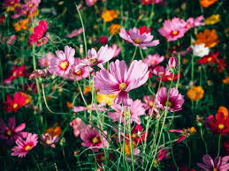 Cosmos Crazy for Cosmos Mix - 200 Non-GMO Heirloom Seeds, Easy to Grow, Attracts Pollinators