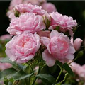 Pink Damask Hedge Rose - 4" Planter, Well-Rooted Cutting-Grown Starter Plant