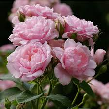 Pink Damask Hedge Rose - 4" Planter, Well-Rooted Cutting-Grown Starter Plant