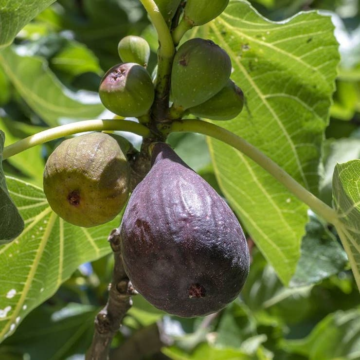 Hardy Chicago Fig Seeds - 100 Non-GMO, Cold-Hardy Ficus carica Seeds for USDA Zones 5-11