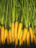 Yellowstone Carrot Seeds - Heirloom Sweet Yellow Carrots, 1000+ Seeds