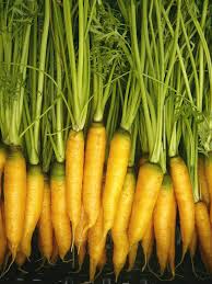 Yellowstone Carrot Seeds - Heirloom Sweet Yellow Carrots, 1000+ Seeds