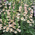 Apricot Beauty Foxglove Seeds | Digitalis purpurea Biennial, Tall 72" Spikes, Apricot-Pink Blooms