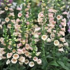 Apricot Beauty Foxglove Seeds | Digitalis purpurea Biennial, Tall 72" Spikes, Apricot-Pink Blooms