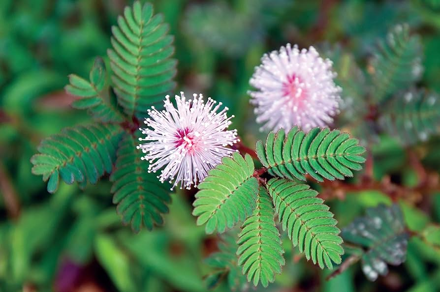 Dwarf Sensitive Plant (Mimosa pudica) Seeds - 10 Touch-Responsive Seeds