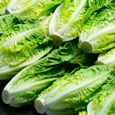 Parris Island Cos Lettuce Seeds (Lactuca sativa) Heirloom Romaine – Heat-Tolerant, Slow to Bolt