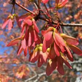 Acer rubrum Northern Red Maple Tree Seeds – 10 Seeds for Shade and Autumn Color