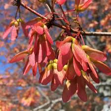 Acer rubrum Northern Red Maple Tree Seeds – 10 Seeds for Shade and Autumn Color