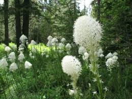 Beargrass Seeds (Xerophyllum tenax) - 100 White Torch Lily Seeds