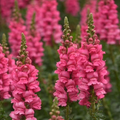 Antirrhinum majus Potomac Dark Pink Snapdragon Seeds – 1000+ Seeds for Garden & Cut Flowers