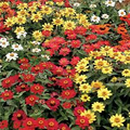 Profusion Mix Zinnia Seeds – 100+ Vibrant Blooms in Orange, Yellow, Coral, Cherry & White