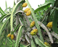 10 Yellow Dragonfruit Seeds | Pitaya Hylocereus cactus – Sweet Exotic Fruit, Easy to Grow