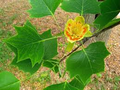 American Tulip Tree (Liriodendron tulipifera) – Bare Root Plant, 2-3 ft, Zones 4-9