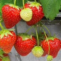 Seascape Everbearing Strawberry Plants Bare Root (24) Zones 4-9