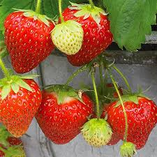 Seascape Everbearing Strawberry Plants Bare Root (24) Zones 4-9