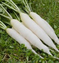 White Icicle Radish Seeds (Raphanus sativus) - 200 Seeds, Quick-Growing Crisp Mild Variety