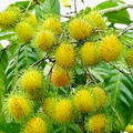 Yellow Rambutan Tree (Nephelium lappaceum) - Grafted Starter Plant 24-36"