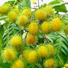 Yellow Rambutan Tree (Nephelium lappaceum) - Grafted Starter Plant 24-36"