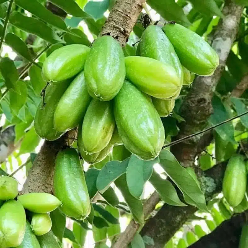 Bilimbi Cucumber Tree (Averrhoa bilimbi) - 1'-2' Tall Live Starter Plant