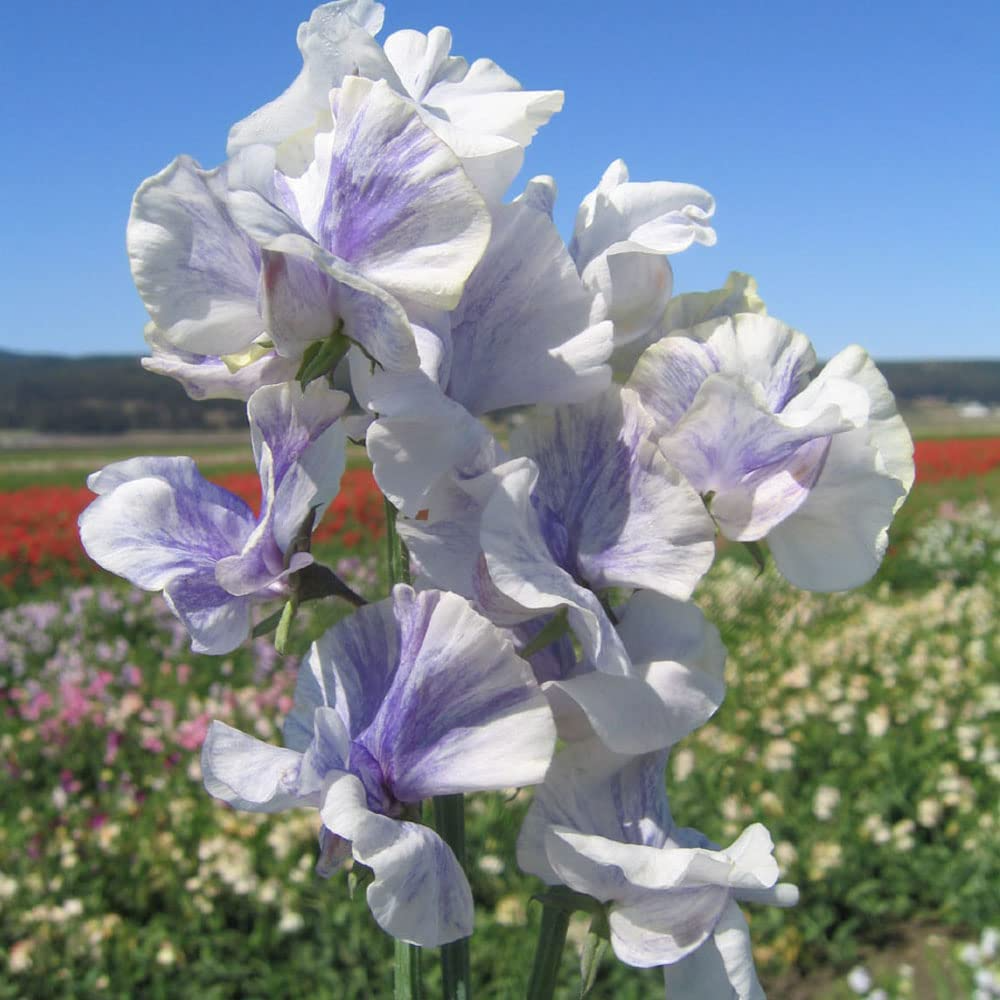 Blue Ripple Sweet Pea Seeds - 50 Seeds, Fragrant Climbing Vines for Trellises