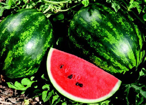 Piccolo Hybrid Seedless Watermelon Seeds – 50 Seeds, 6-8 lb Personal Melons, 3-4' Vines