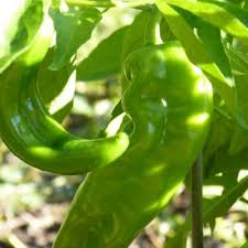 Lumbre Hot Pepper Seeds - 250mg for Planting, Capsicum annuum, Extra Hot, Compact High-Yield